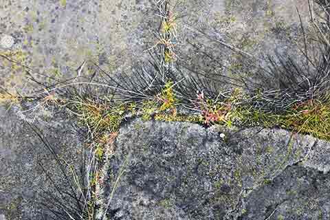 Entwined: Plants in Contemporary Painting