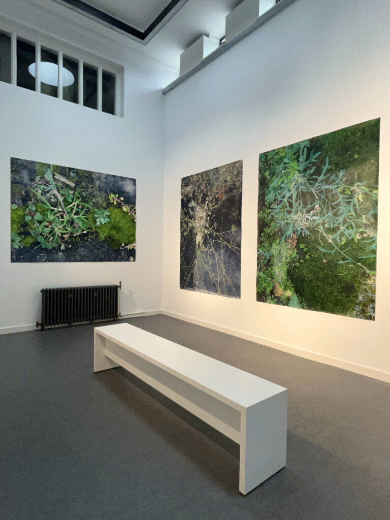 Three large botanical themed paintings, by Helen Thomas, in a whte wall gallery space.